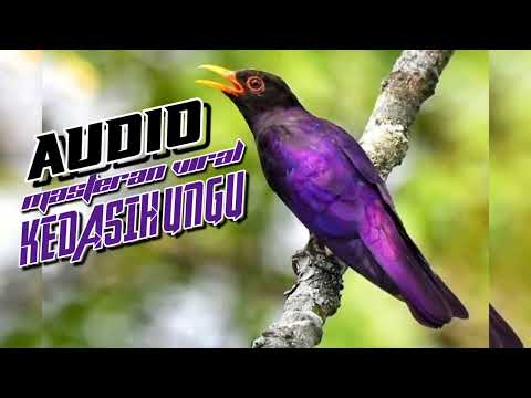 Suara Masteran Viral Burung Kedasih Ungu (Violet Cuckoo) Jernih.
