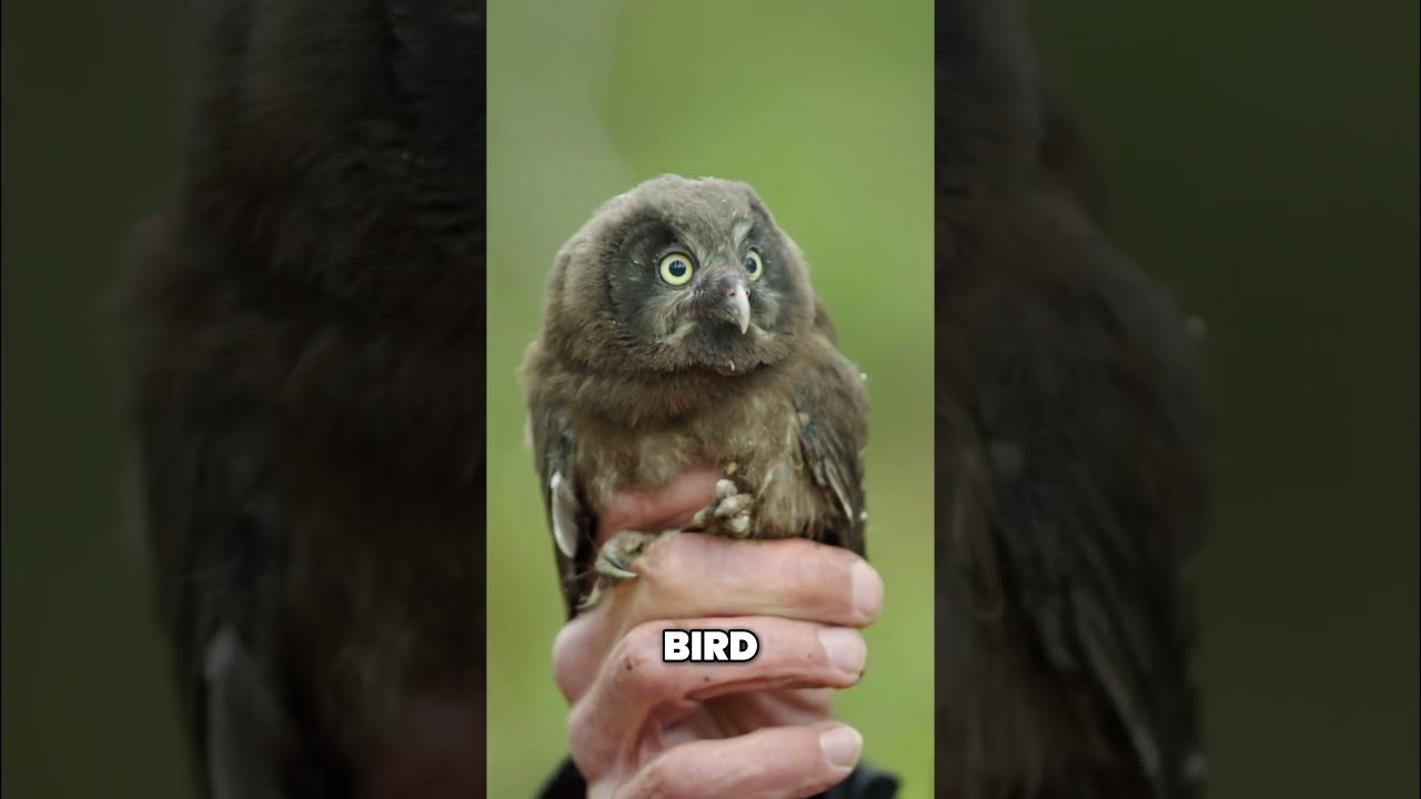 Baby Owls of Switzerland: The First Steps To Flight #wildlife #owls #switzerland