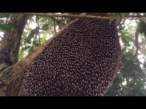 Beehive Makes Mesmerizing Defensive Wave