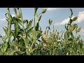 Year of millets with ￼ greens and special Dal  - 01:20 min - News - Video