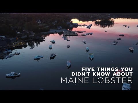 Maine Lobster is an iconic American industry, but there might be some things you didn’t know about the historic fishery. From its contributions to the Maine economy, to its impact on the waterfront communities throughout the state, and the seasonal differences between New Shell and Hard Shell – the is much to be learned about this dynamic crustacean. (Credit: Maine Lobster Marketing Collaborative) Maine Lobster is an iconic American industry, but there might be some things you didn’t know about the historic fishery. From its contributions to the Maine economy, to its impact on the waterfront communities throughout the state, and the seasonal differences between New Shell and Hard Shell – the is much to be learned about this dynamic crustacean. (Credit: Maine Lobster Marketing Collaborative)
