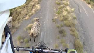 Bikers Rio Pardo | Vídeos | Ciclistas versus animais: uma combinação perigosa