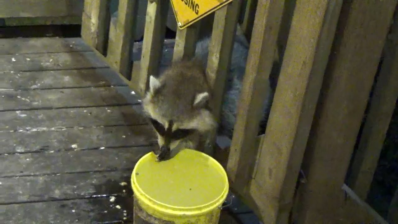 Wed baby raccoons and cookies