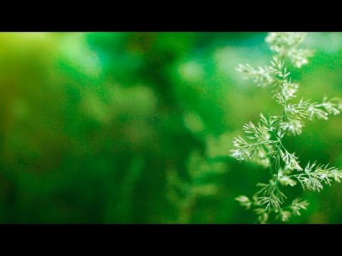 Study Music - Music for Concentration and Stress Relief
