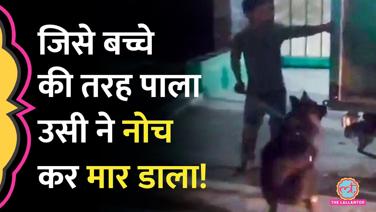 Kanpur में German Shepherd ने अपनी ही Owner को मार डाला, बहू-पोते चिल्लाते रहे, लेकिन बचा नहीं पाए