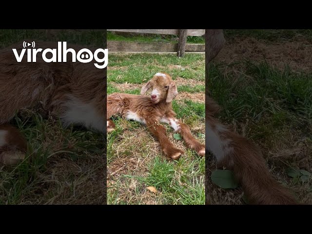 Baby Goats Nap Peacefully In Odd Positions || ViralHog