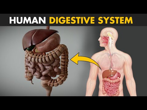 Upload mp3 to YouTube and audio cutter for Human Digestive System - How it works? | Its parts and functions download from Youtube