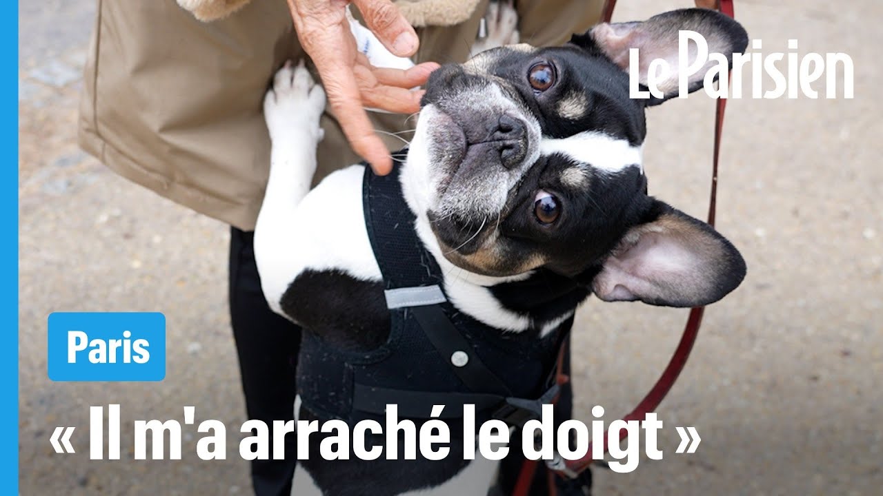 « Elle est tombée, toute raide » : des chiens électrocutés en pleine promenade à Paris