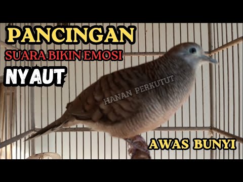 Suara Burung Perkutut gacor AMPUH pancingan BURUNG PERKUTUT PANDAI BIKIN LAWAN BUNYI GACOR