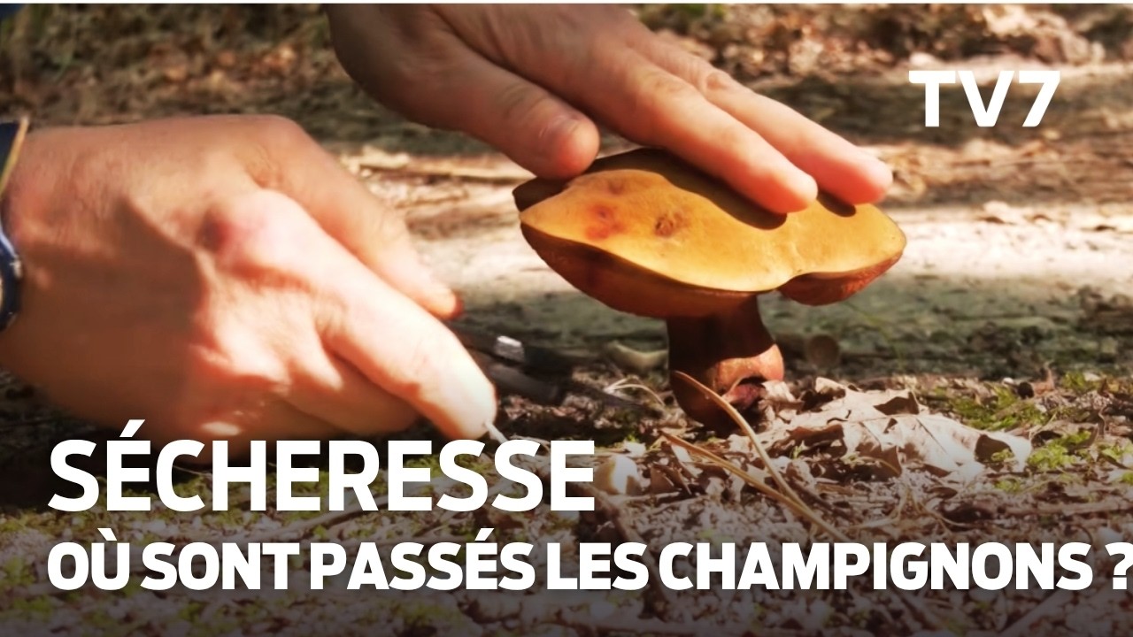 Champignons : pourquoi les cueillettes deviennent totalement imprévisibles