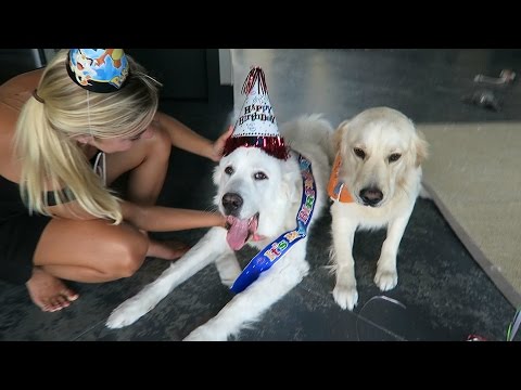 KODA'S THIRD BIRTHDAY! (Super Cooper Sunday #65)