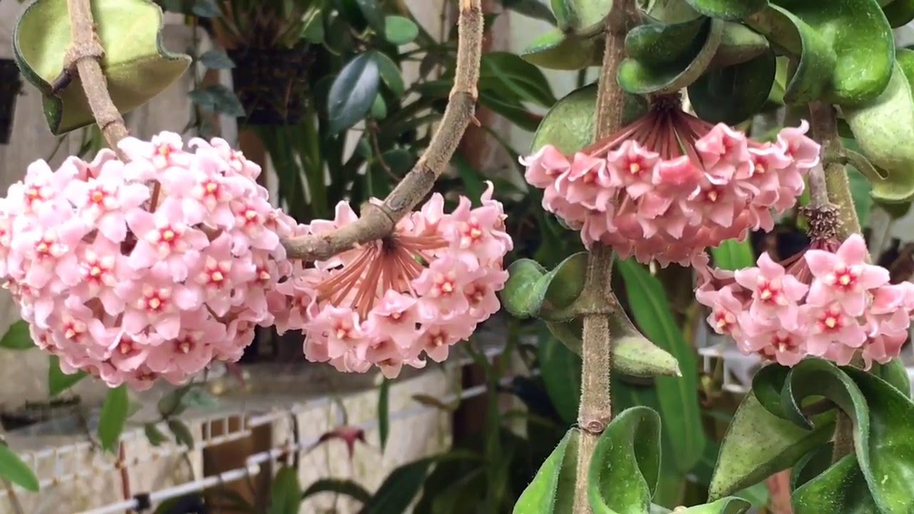 Flor de cera en maceta