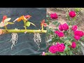 Th trng hoa hng bng c?nh  How to grow roses with branches