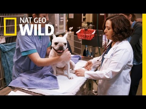 Animal ER'
