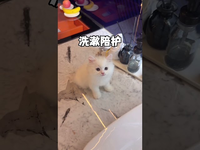 这陪睡小猫还挺会来事儿的 #小奶猫的成长日记 #铲屎官的乐趣