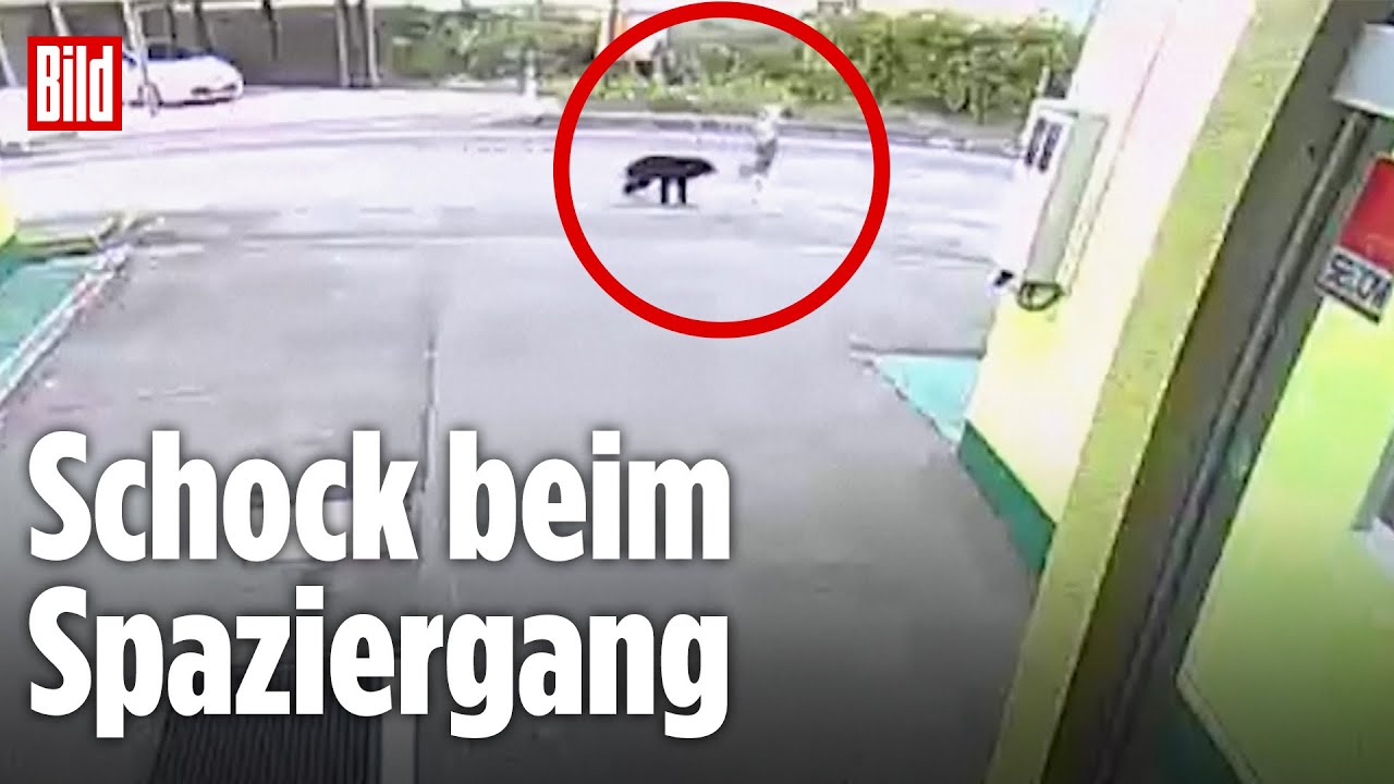 Japan: Bär attackiert 82 Jahre alte Seniorin