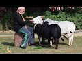 Makar Sankranti | PM Modi Feeds Cows on the Occasion of Makar Sankranti | News9 - 01:12 min - News - Video
