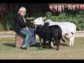 Makar Sankranti | PM Modi Feeds Cows on the Occasion of Makar Sankranti | News9
