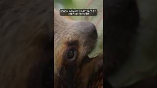 Они вырубили лес, чтобы обсудить проблемы климата? #шортс #shorts #юмор #интересныефакты