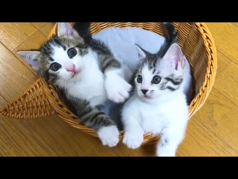 ジェネッタの子猫のやんちゃっぷりが可愛い【今日の子猫28】 - まとめ 