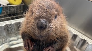 New baby beaver rescue!