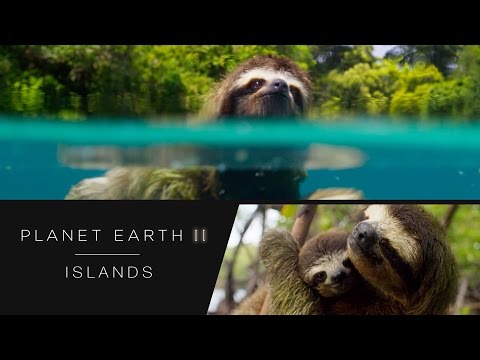 Swimming sloth - Planet Earth II: Islands Preview - BBC One