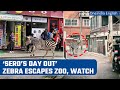 Viral Video: Zebra escapes zoo, runs wild through Seoul streets