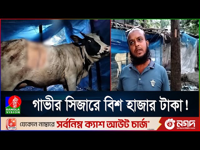 সি`জা`রের মাধ্যমে বাচ্চা জন্ম দিল গাভী | BanglaVision