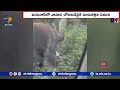 Elephant Chases Vehicle in Wayanad, Kerala; Video Goes Viral