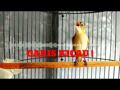 SUARA PIKAT KERAK BASI ALIS HITAM❗REAKSI CEPAT BURUNG LANGSUNG NYAUT DAN TURUN