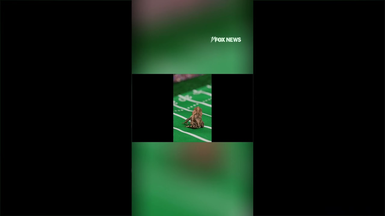 Tiny toad predicts next football winner