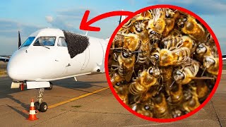 Аэропорт заполонили пчелы, но сотрудники нашли необычное решение