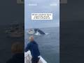 Whale smashes boat, capsizing vessel in New Hampshire