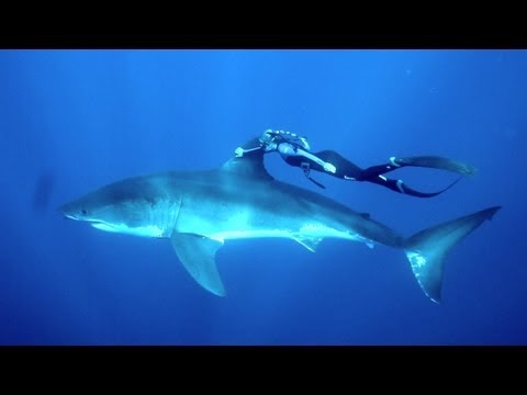 Пливање со голема бела ајкула