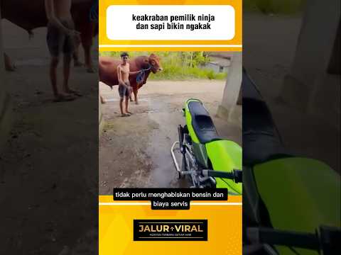 keakraban pemilik ninja dan sapi bikin ngakak#videoviral