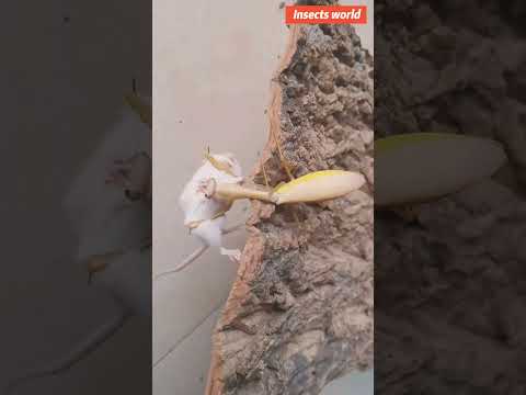 Mantis sisters prey on mice sisters 😟 #insects