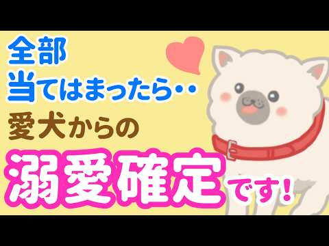 「えっ、これも!?」犬が溺愛してる人にだけ見せる愛情サイン6選