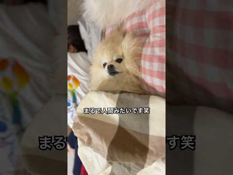 まるで人間みたいに寝てしまうポメラニアンのマリンちゃん