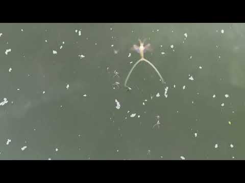 Tiszavirágzás Szentesnél 2025