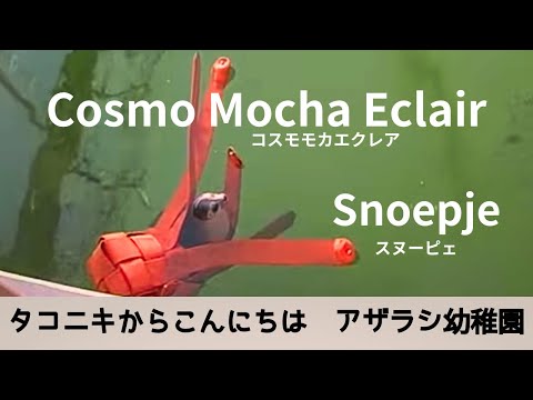可愛くて癒される春の日差しの中のアザラシ幼稚園💛コスモモカエクレア🌸スヌーピェ Cosmo Mocha Eclair & Snoepje🧡