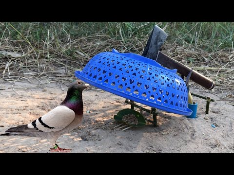 Bird Trap Using Plastic  Creative by intelligent man