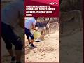 Video: Cheetah Responds To Command At Kuno National Park, Drinks Water Offered To Her