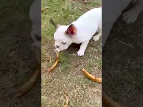 Beautiful puppy from childhood till now 🐶✈️🐕 #short #enjoy