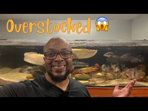 My Overstocked Tank And How I Remedy Or Manage It  #bigcichlids #monsterfish #monstertanks #freshwateraquarium