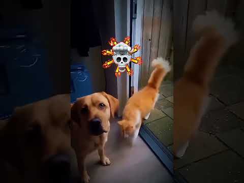Dogs and Cats Cannot Work Together #cats #dogs #catlovers #dogshorts #dog #catanddog