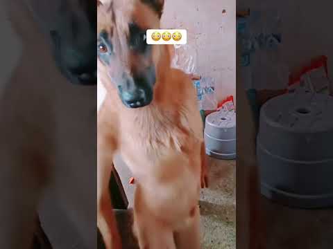 Quần què gì vậy trời 😂😂😂 #viral #dog #videoshort #viralvideo #thinhhanh #trending