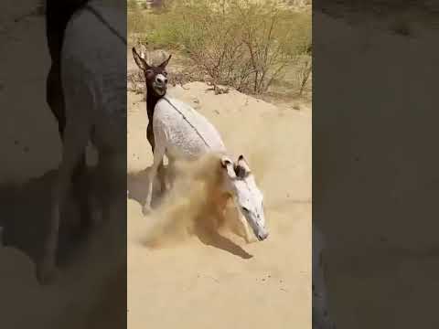 #caw #funnyvideo #horse #goats #meeting #viralpost #ytshorts