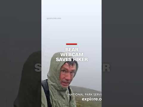 Bear webcam saves hiker