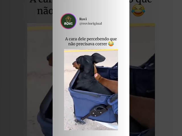 As orelhas 😂 #pets #explorar #viral #shorts #fyp