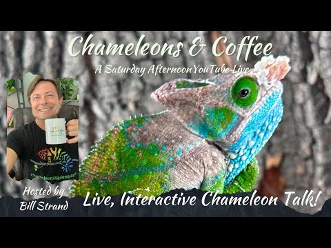 Saturday Chameleon LIVE Office hours!